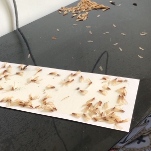 嘉興市機(jī)關(guān)幼兒園白蟻滅治