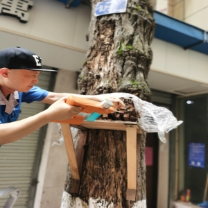 園林名木古樹(shù)白蟻滅治